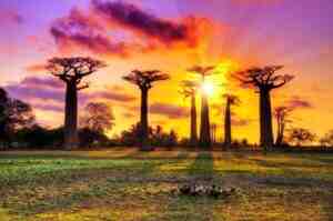 Baobab Avenue